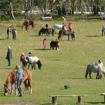 Pflegepferdestunde in Niedersachsen