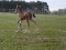 magic-fohli2-05-300x225