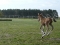 magic-fohli2-06-300x225