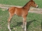 magics-fohlen-gestuet-kamerun-300x289